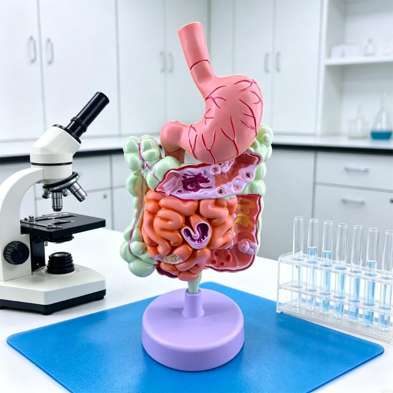 Q6PA 3D 病理学教育モデル、研究室観察、教室での説明お - Medical Lab Observer のレビューと価格